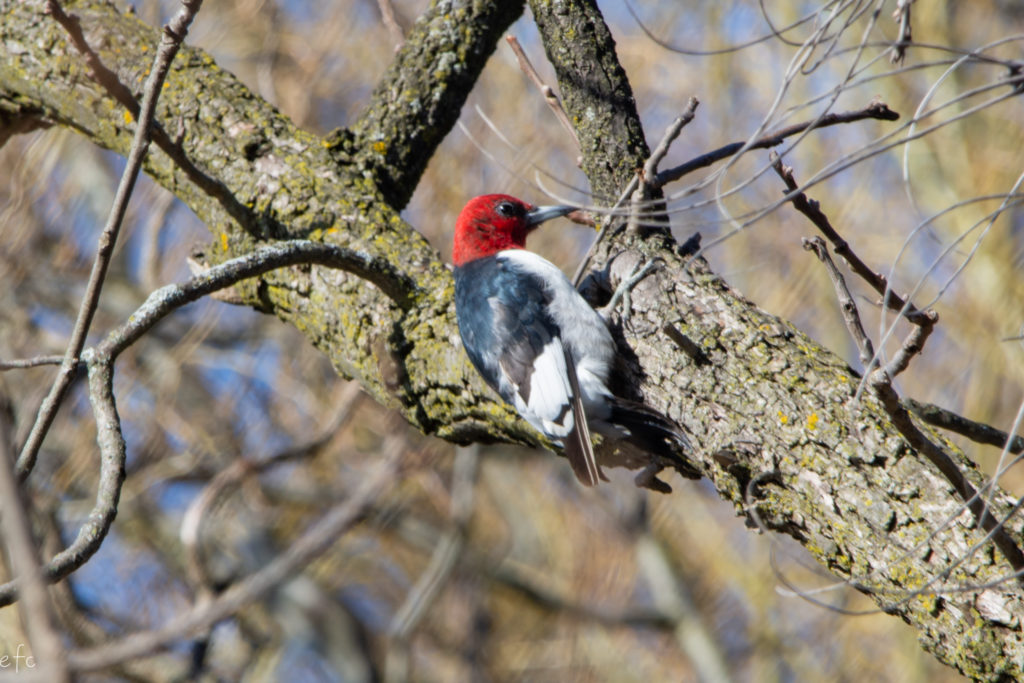 Picture of a red-headed woodpecker on a tree in the Thurston Nature Center, March 2020