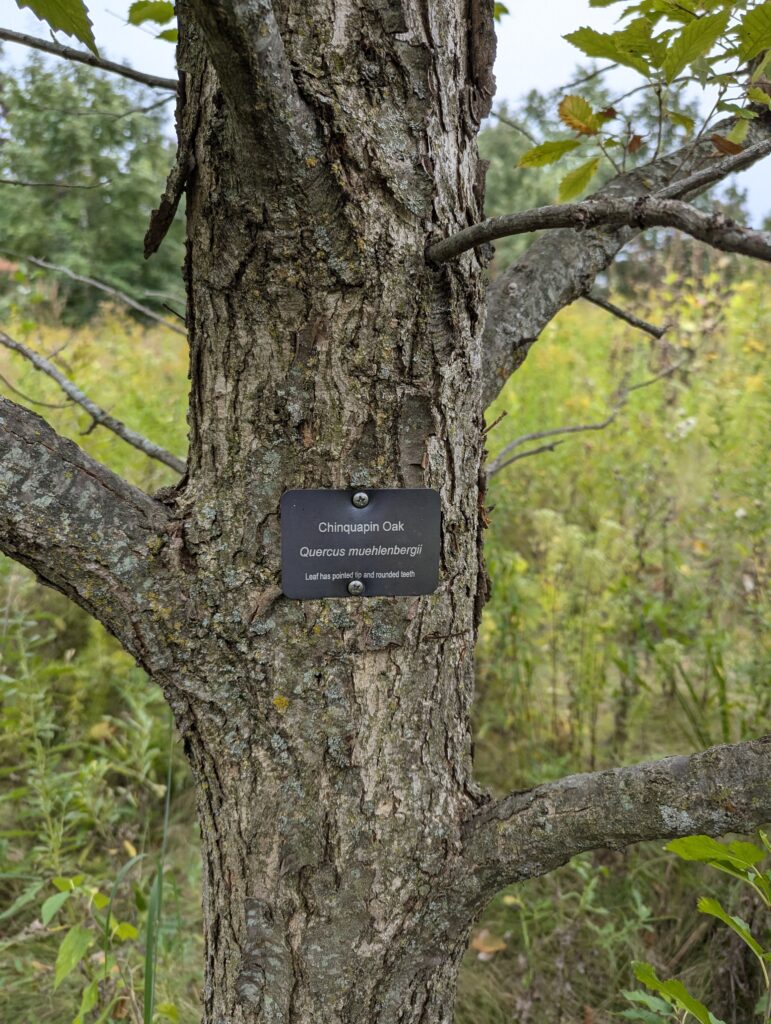 An oak savanna tree with  chinquapin oak label, in September 2024, 15 years after being planted