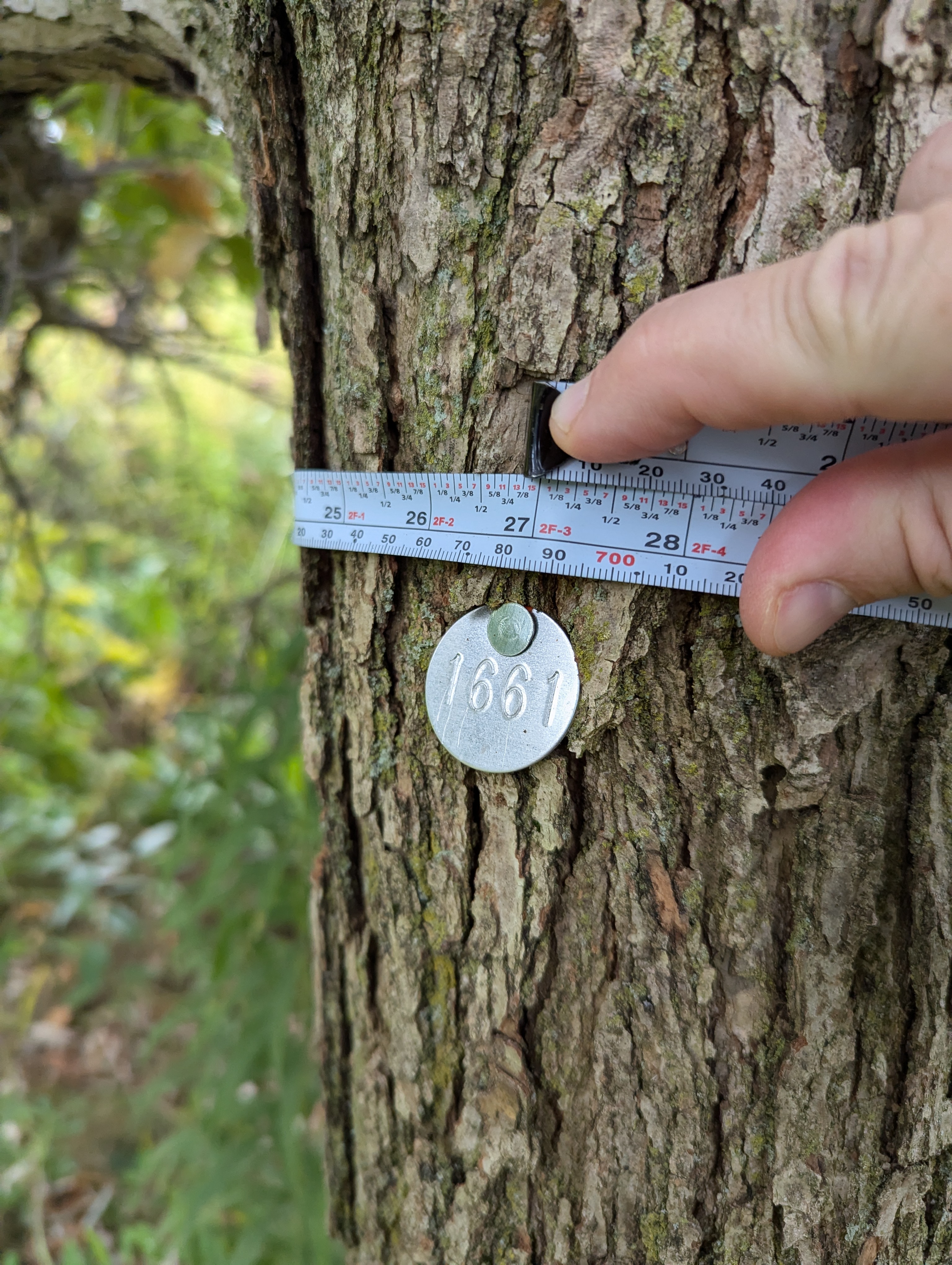 Measuring oak savanna tree in September, 2024