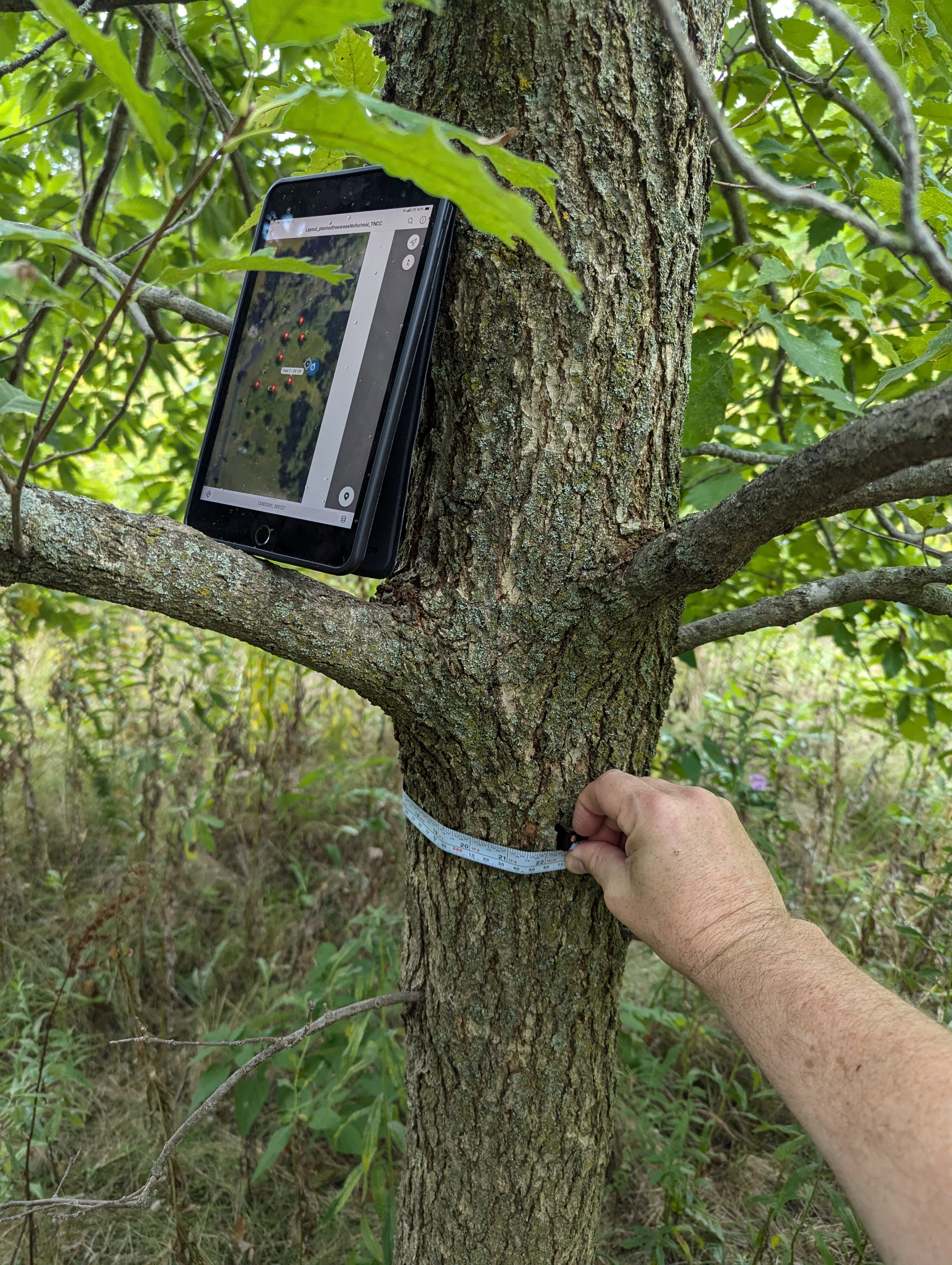 Measuring an oak savanna tree in September, 2024.