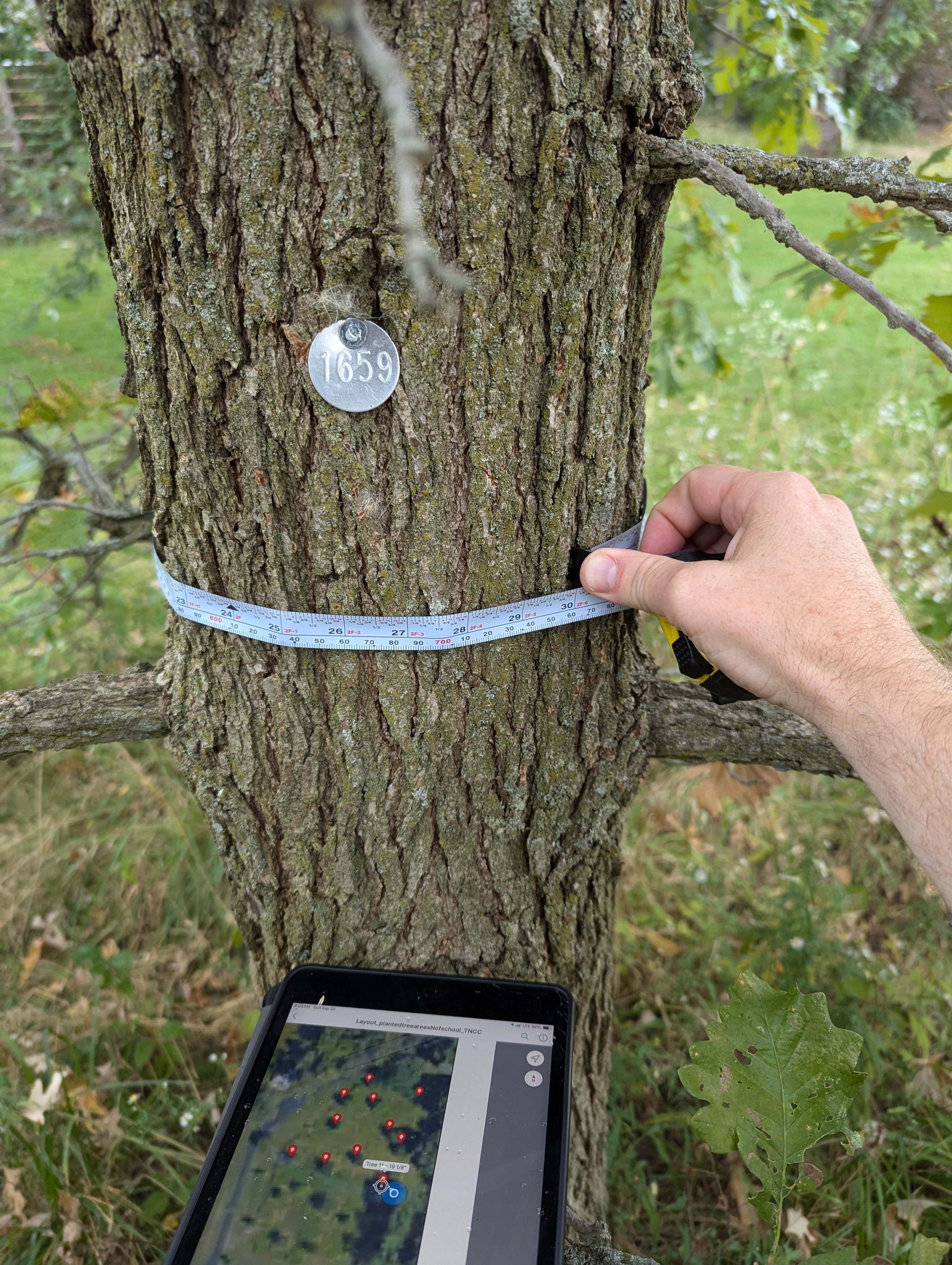 Measuring an oak savanna tree in September 2024.